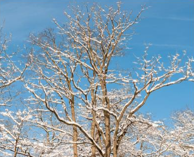 Trees of Winter 